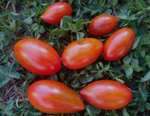 Семена томата сорта Tomarindo multicolor (Томариндо мультиколор) - Высокорослые «черри» (балконные томаты)