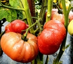 . Vince’s Haze dwarf (Гном Мгла Винса)