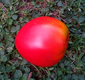 Семена томата сорта Yee Chan’s Uncles Oxheart (Бычье сердце дяди И Чана) - Гиганты сердцевидные