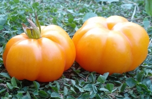 Семена сорта томата Ребристый желтый (Yellow Riffled) - Фигурно – ребристые и фаршировочные («стаффер» сорта)